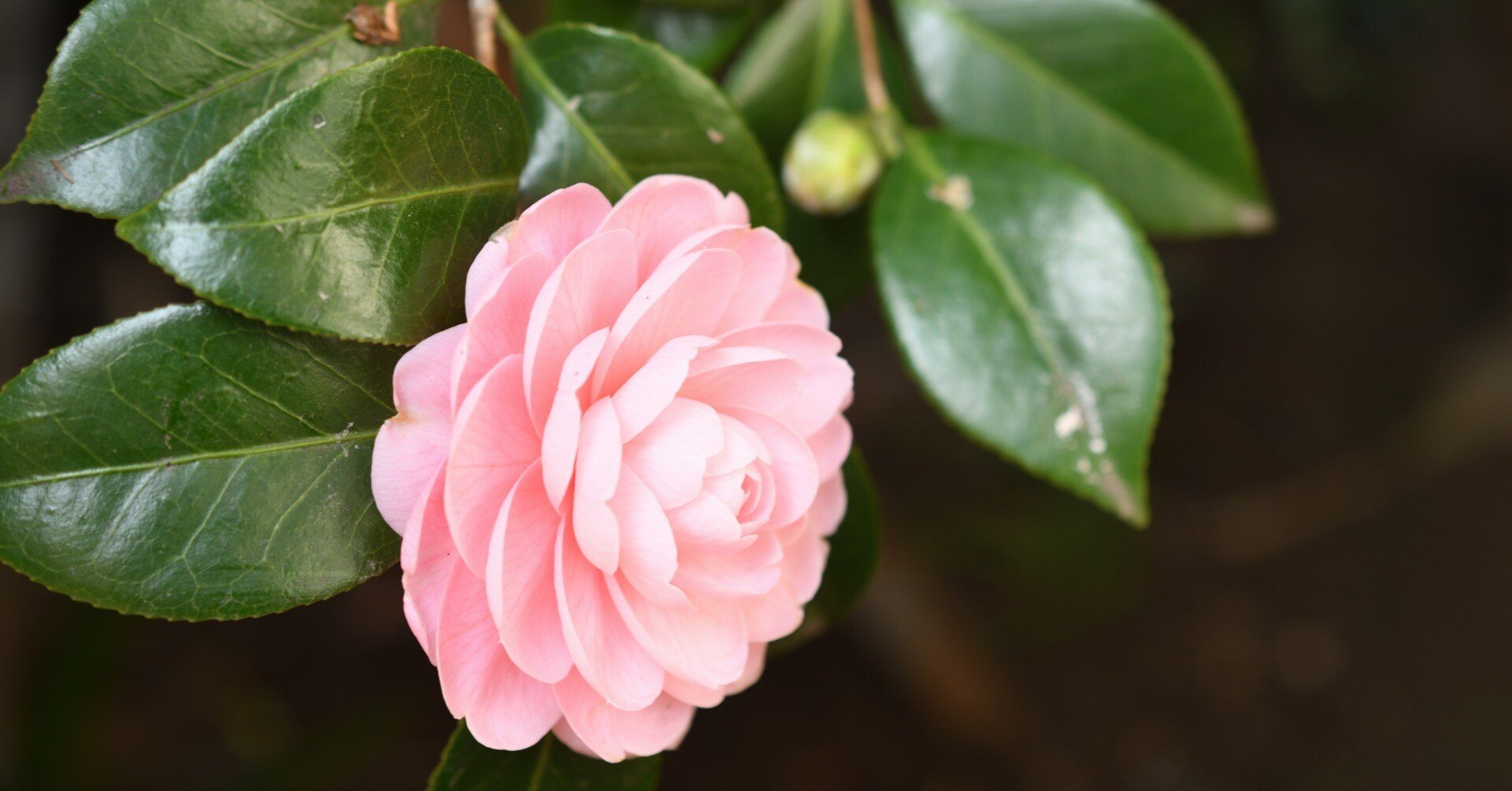 八重咲きの椿の花｜MelfinA ✿