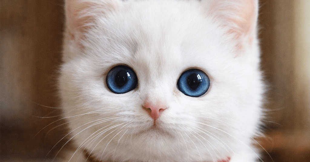 白猫のちびと荻窪先生の裏話｜絹ごし豆腐と麦わら猫