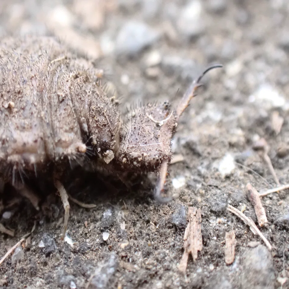 秋の公園で見つけた虫たち｜great_spider