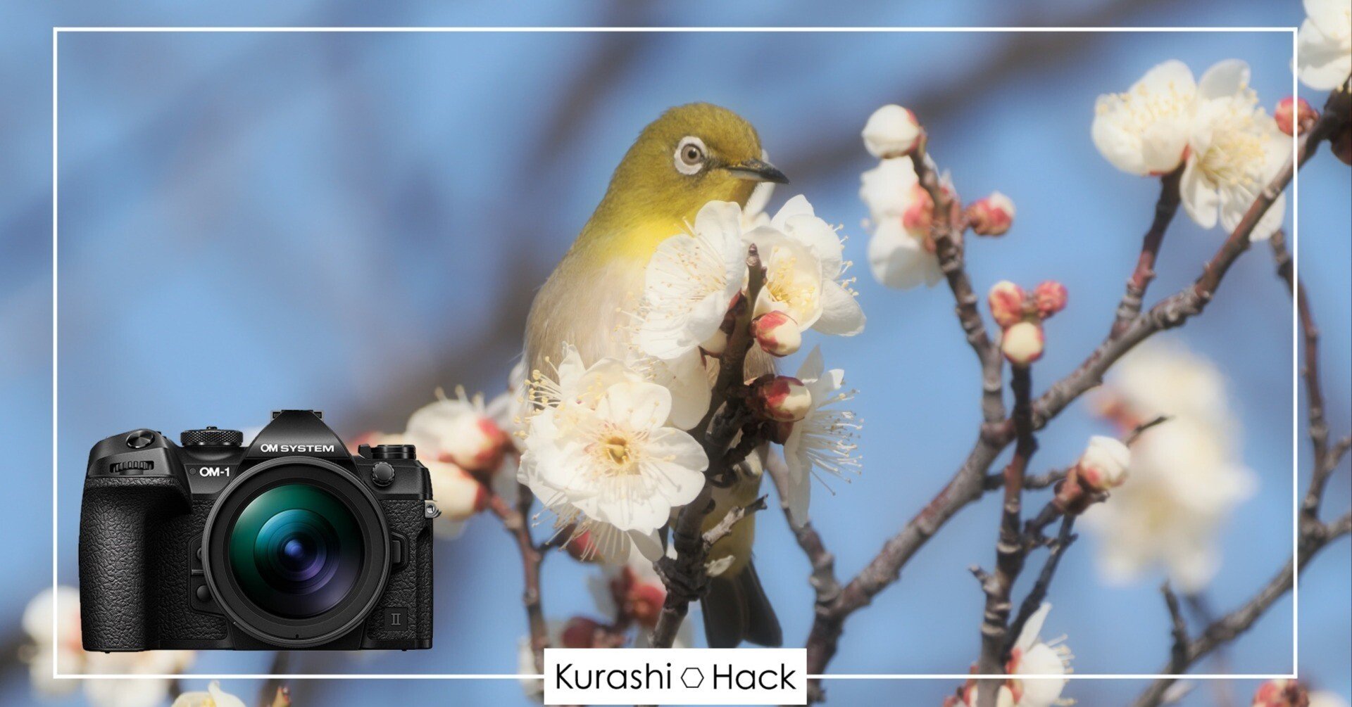 フィルターを使った野鳥写真も面白い【OM-1 Mark II + 100-400mm II