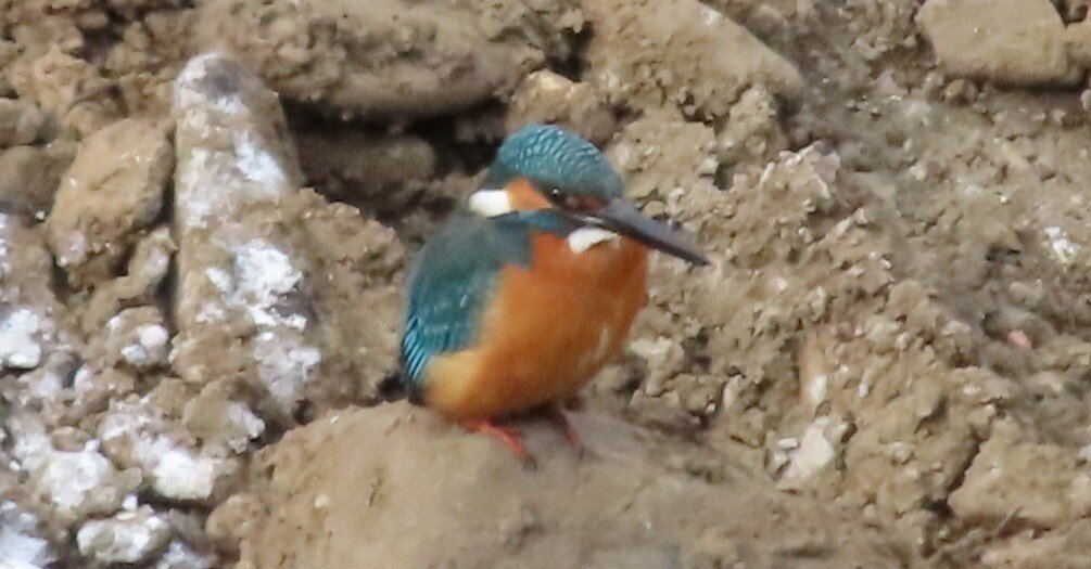 カワセミを見に行ってきた 2026年2月14日｜ExportControl