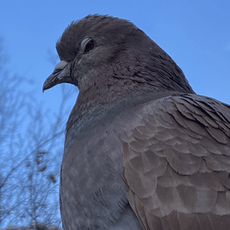 うずのチャパティ