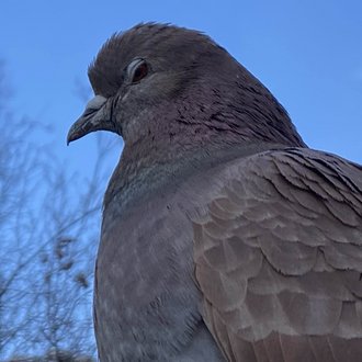 うずのチャパティ