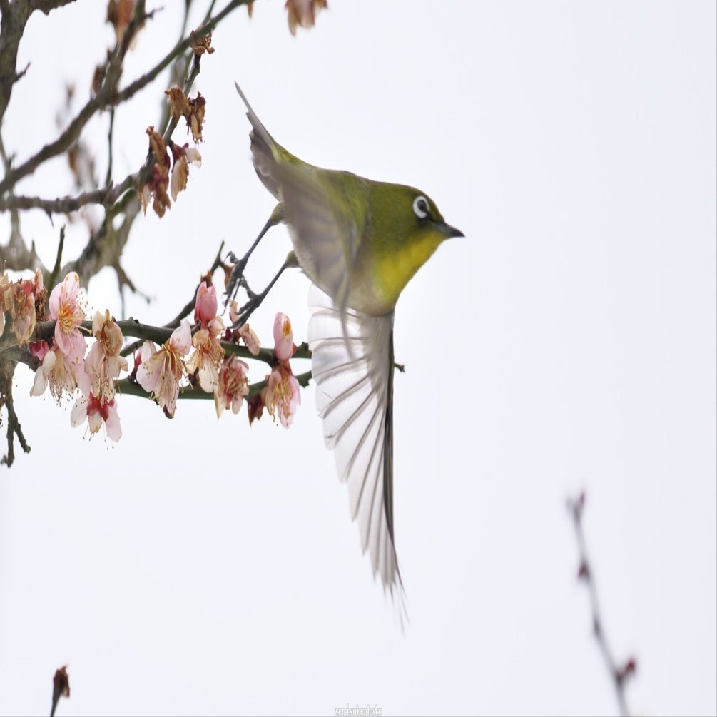 メジロとウグイス混同しがち問題｜銭祐