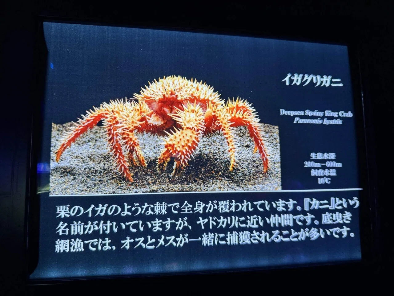 26年1月 熱海・三島・沼津の旅⑦ 沼津港深海水族館の魅力的な生物たち