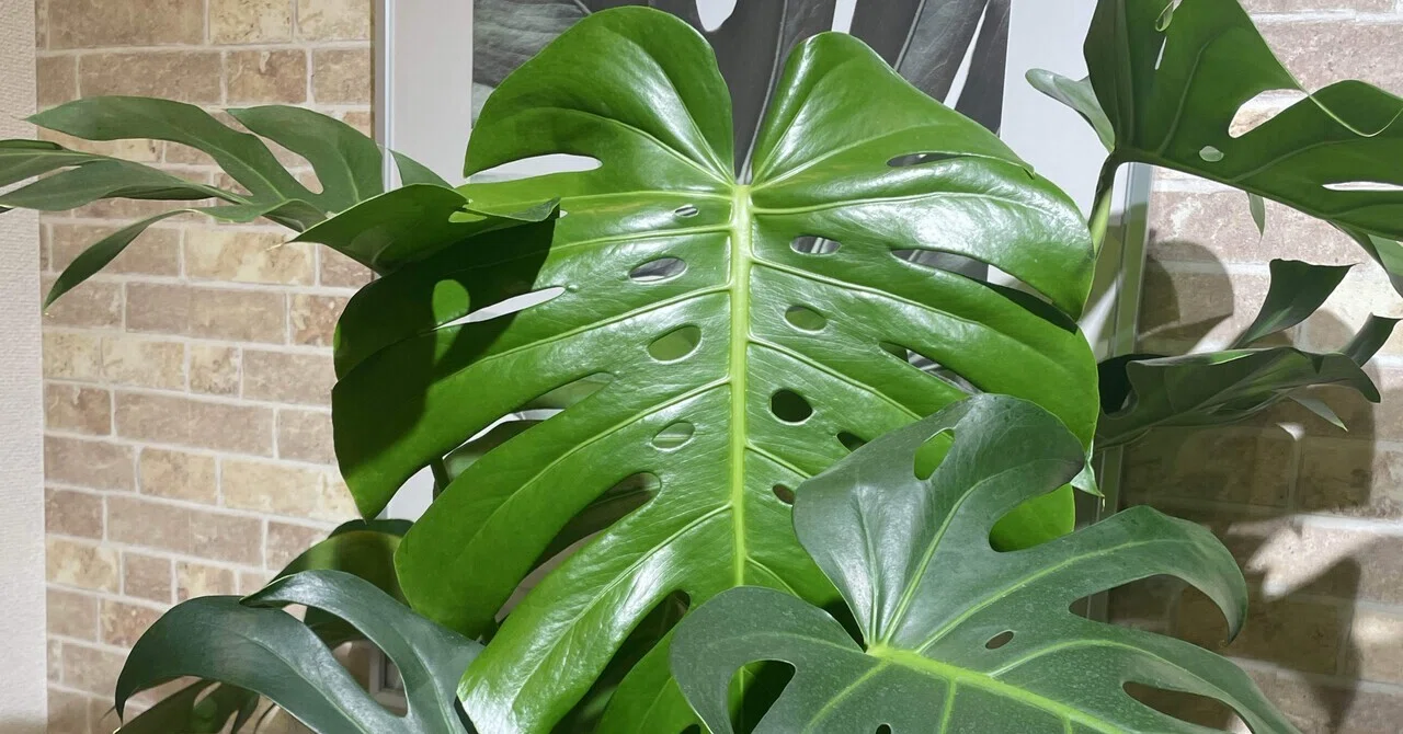 Leggy Monstera from Overwatering? What I Reconsidered When It Looked  Unhealthy
