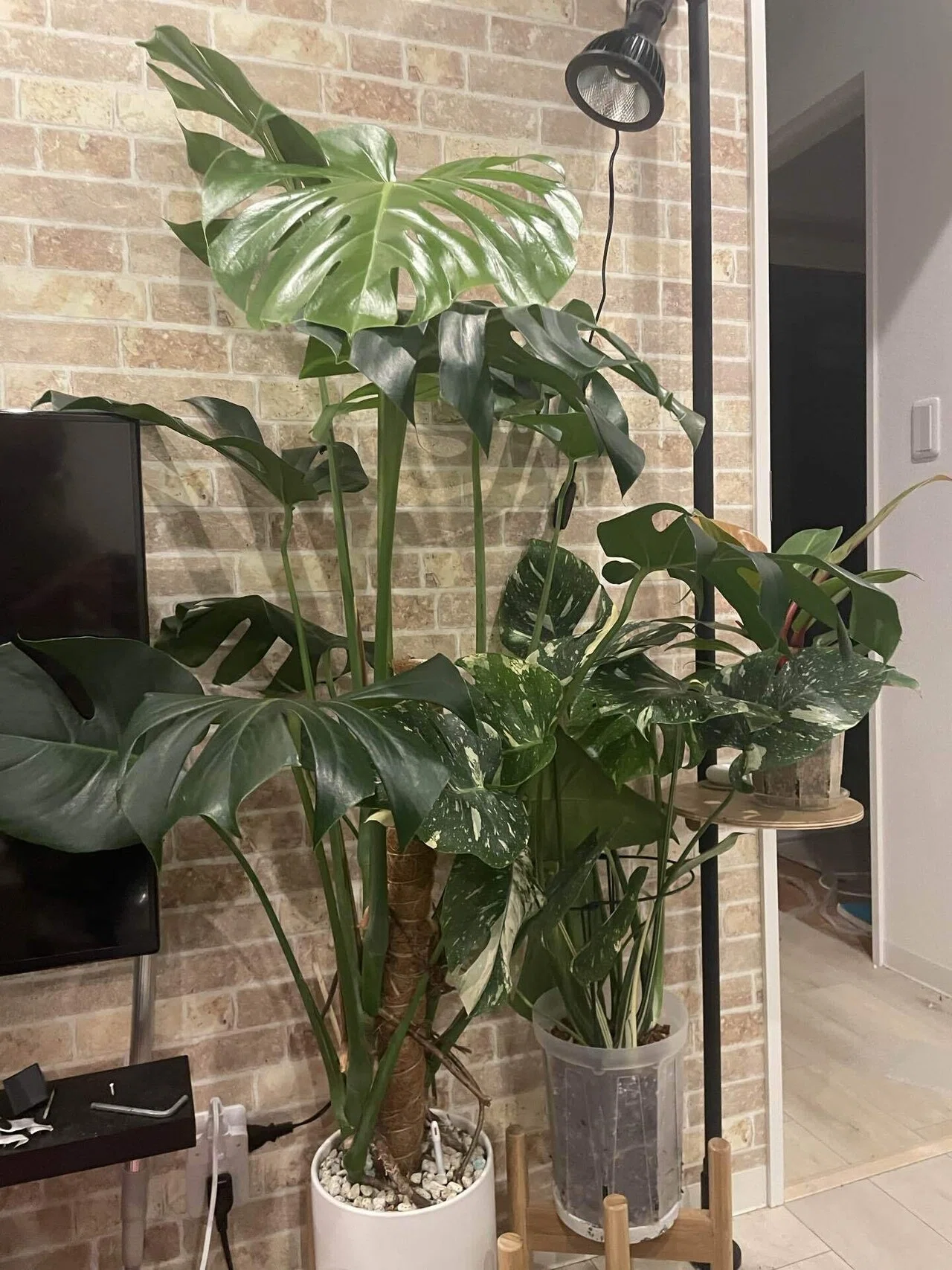 monstera obliqua peru care Monstera obliqua (Peruvian form) – The Plant Lady SF