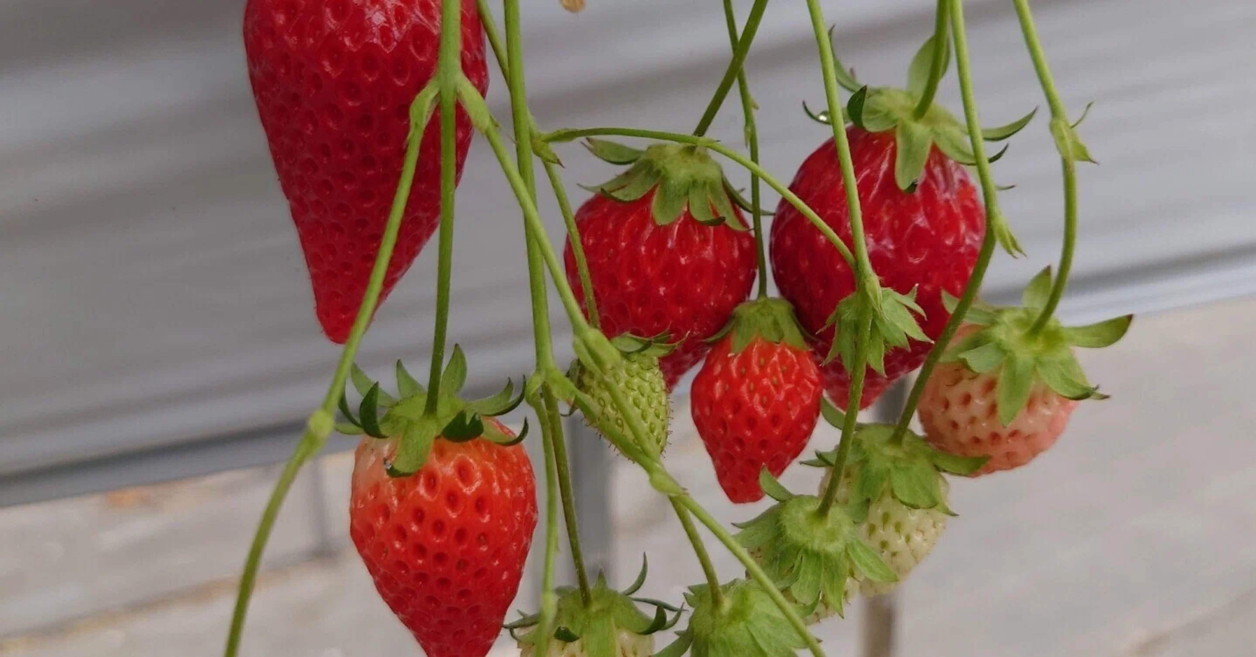 いちごの日に、自分へやさしくなる話｜七瀬夏樹