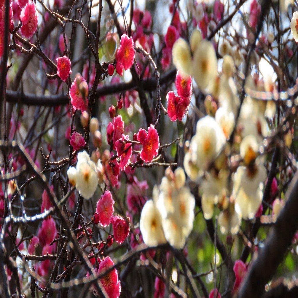 紅白の梅-中央公園｜HRSD-note