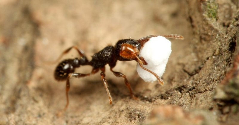 アリが一粒の砂糖を持ち去るとき 平木隆太 Note