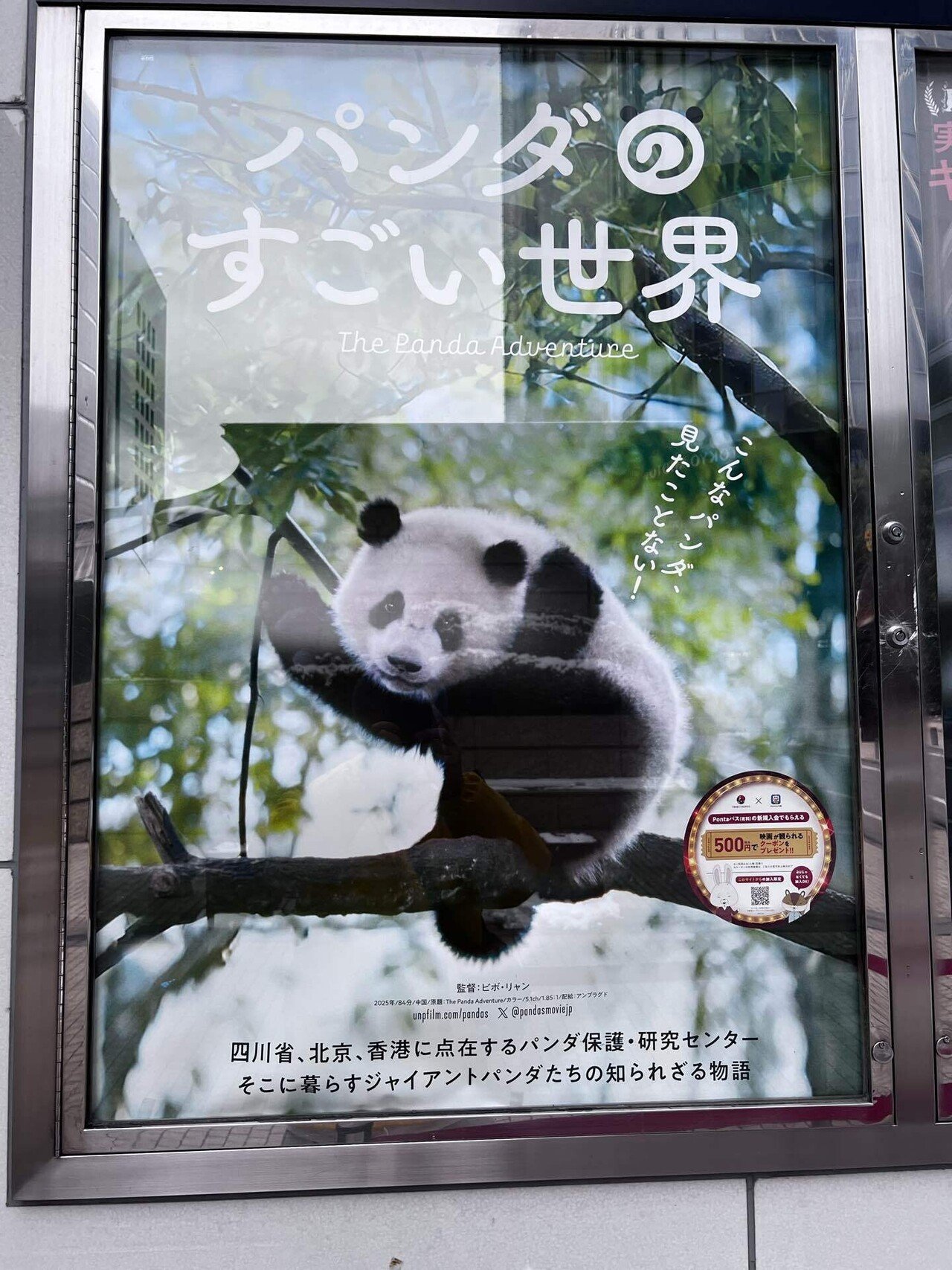 パンダのすごい世界』パンダのドキュメンタリー映画から考える客寄せ