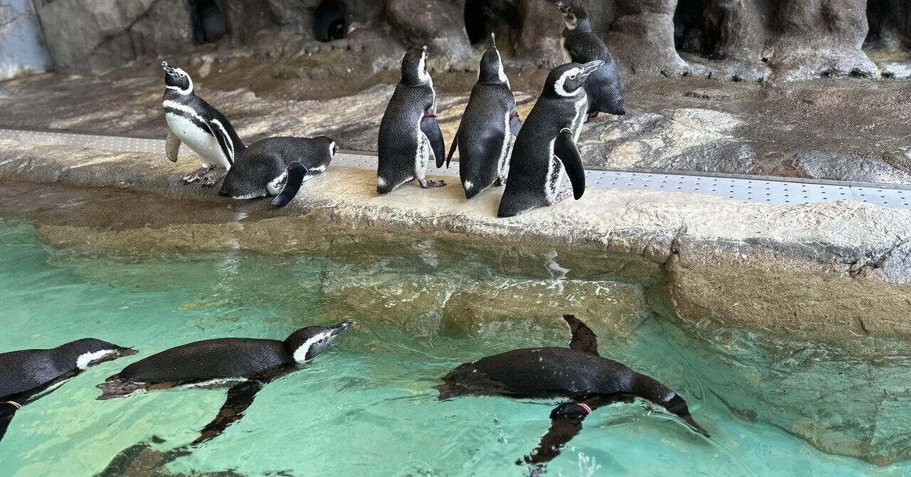 4歳2歳】しながわ水族館｜syokko
