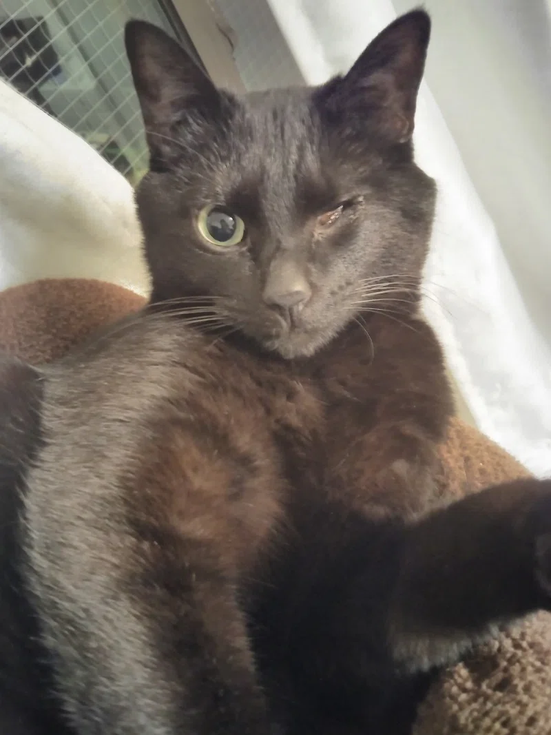 猫の寝言と犬の寝言 Hotaru Note