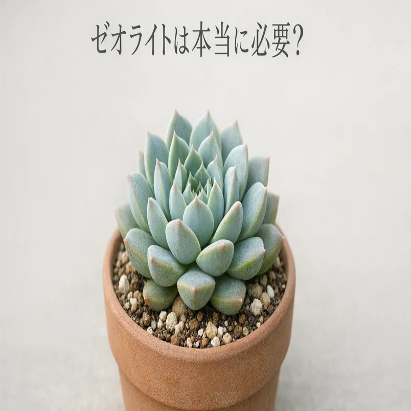 Is Zeolite Really Necessary?｜多肉植物研究所