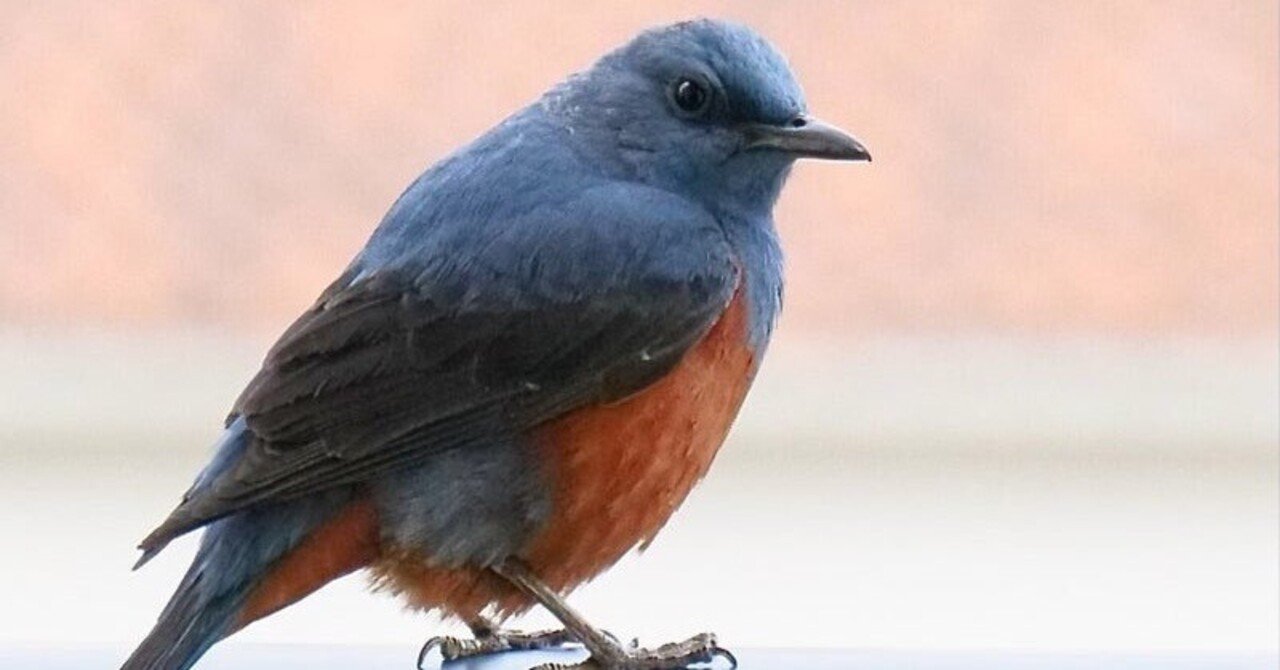 青い鳥 スーサー｜kuro335