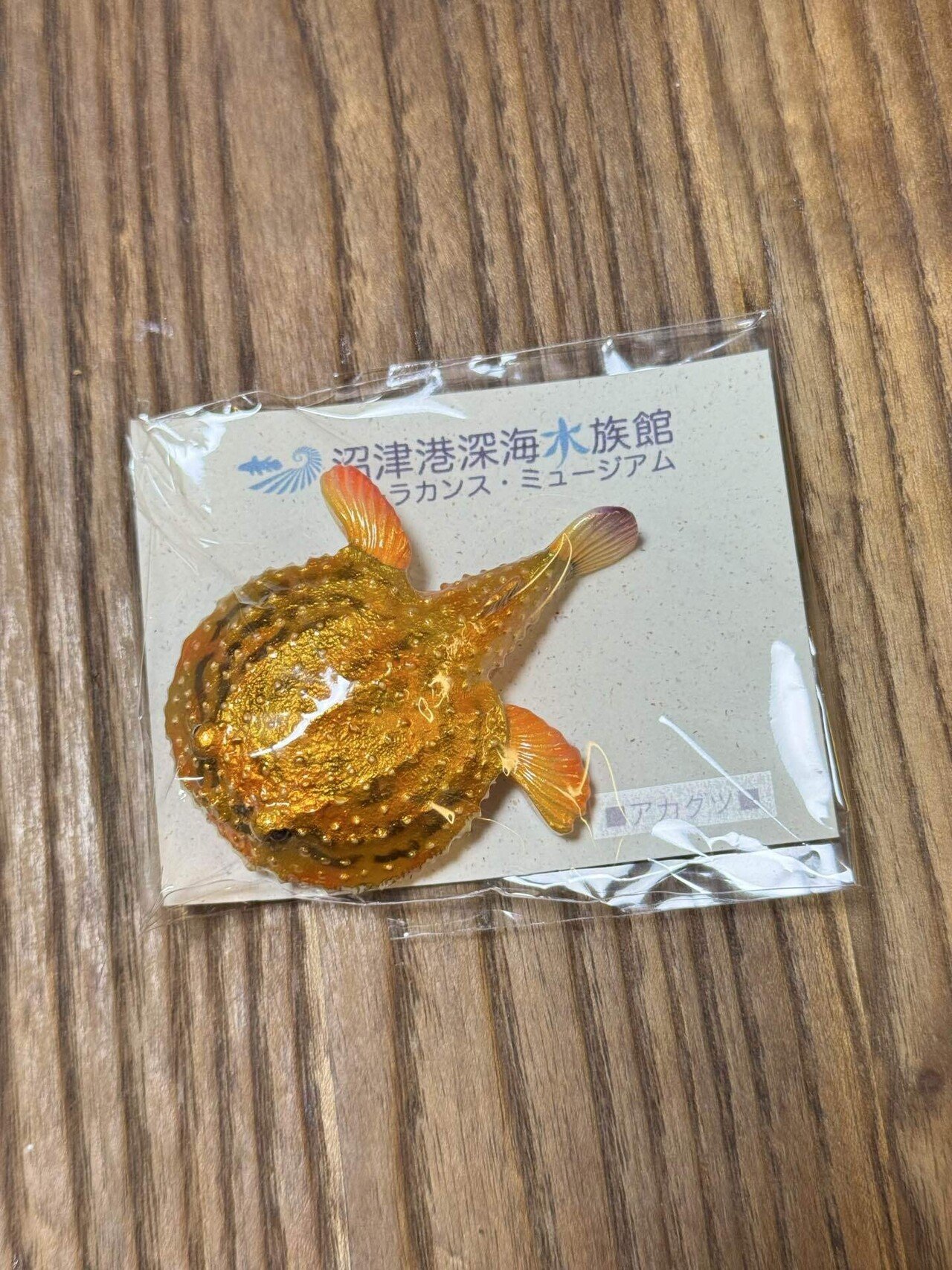 26年1月 熱海・三島・沼津の旅⑦ 沼津港深海水族館の魅力的な生物たち