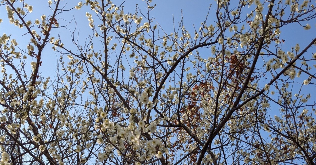 「【日記No.40】うれしい連絡が✉」のサムネイル