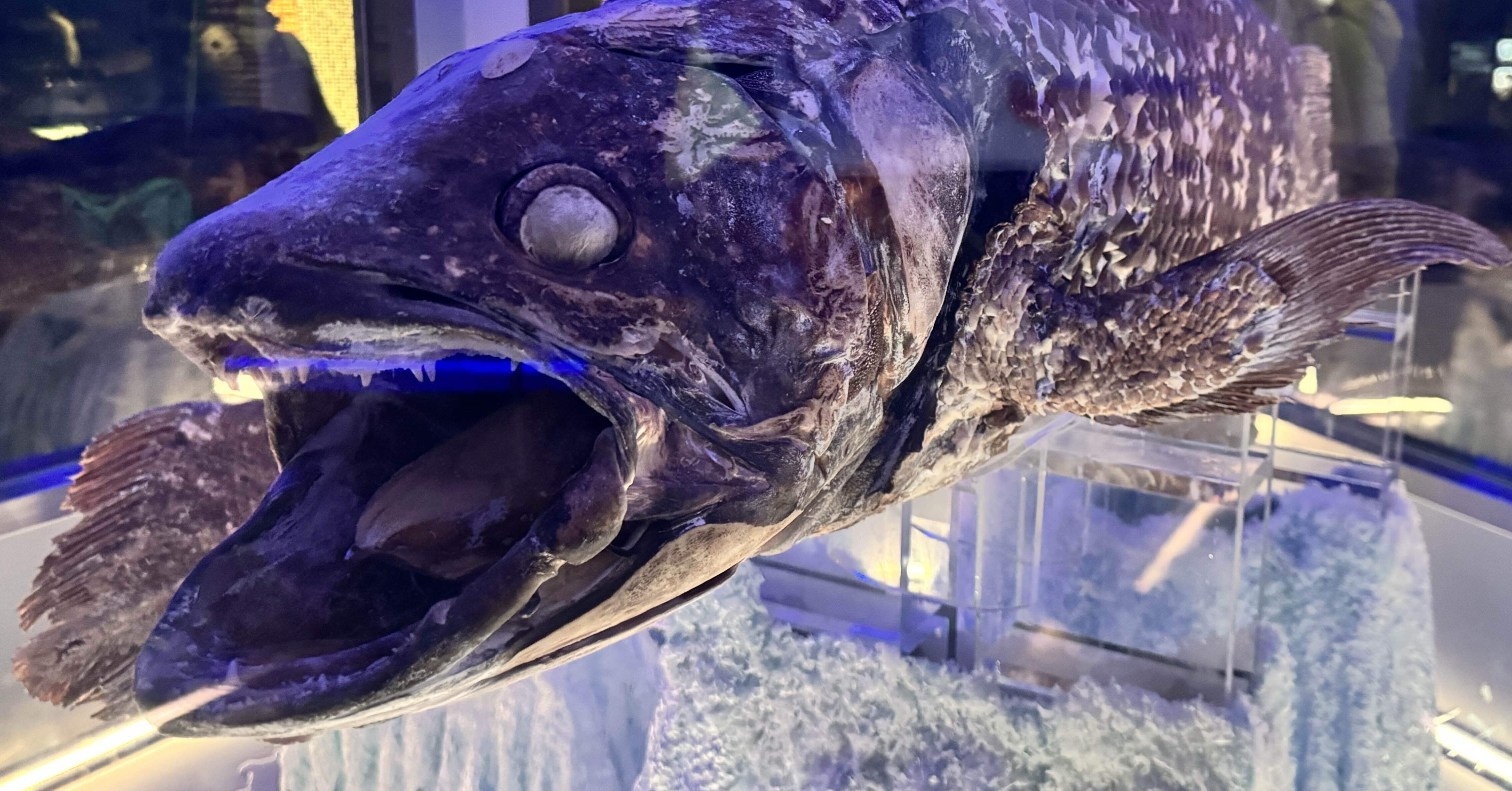 26年1月 熱海・三島・沼津の旅⑦ 沼津港深海水族館の魅力的な生物たち