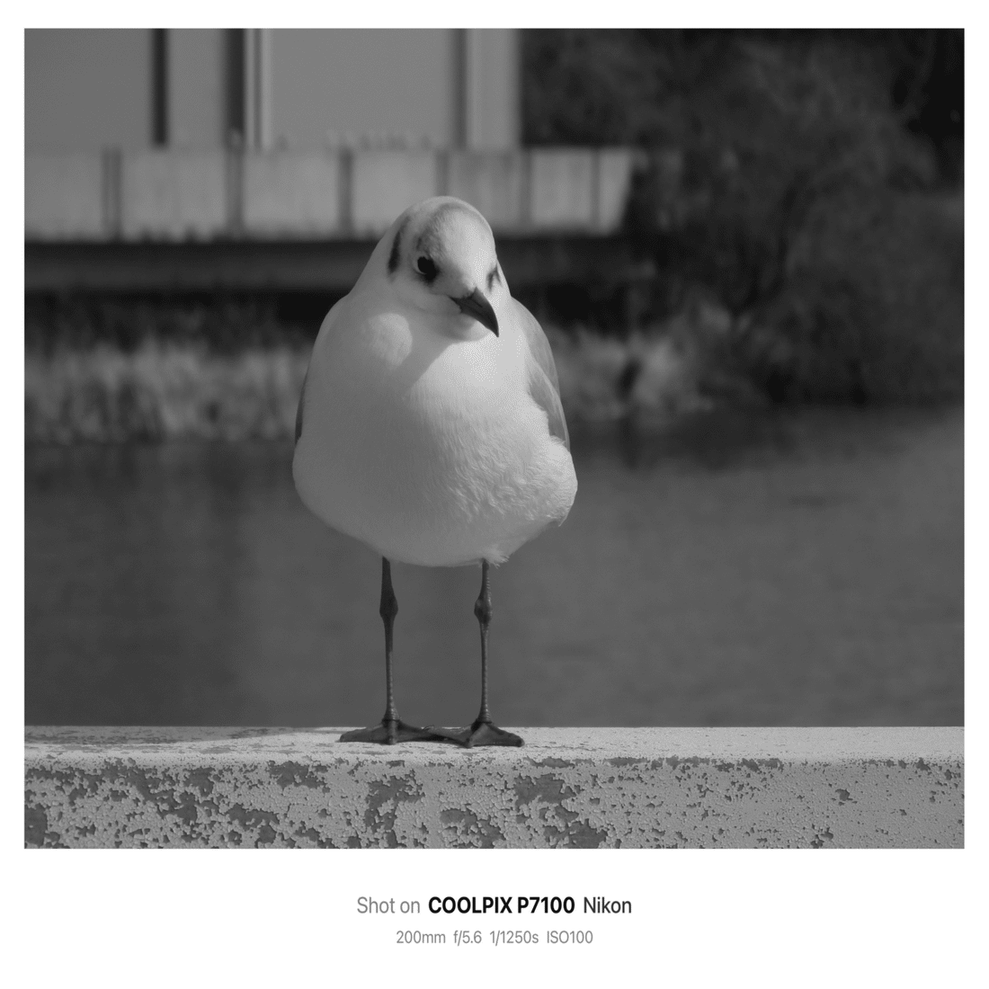 5枚を載せる 2/15 一体化する｜kojixx55