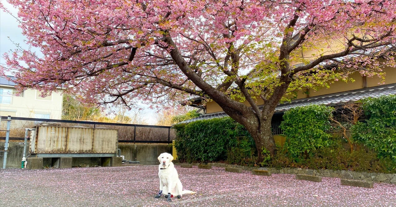 わたしにも春がやってきた|ひろこ|life with lab joey