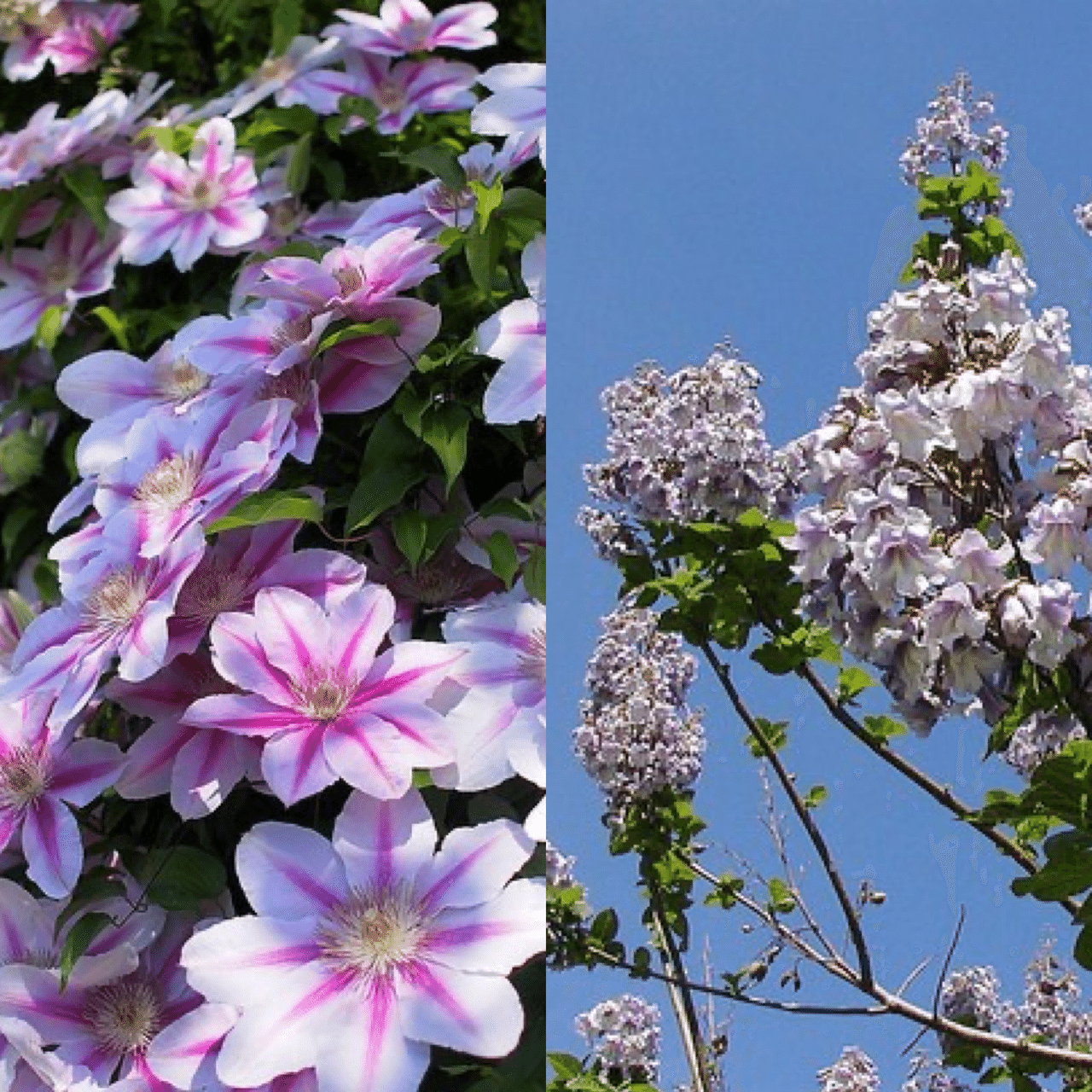 コンプリート 5 月9 日誕生花