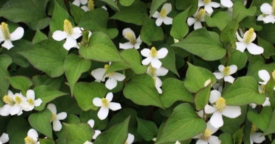 週末投稿 つれづれ有用植物 31 ドクダミ科 ドクダミ属 ドクダミ Pingubanana Note