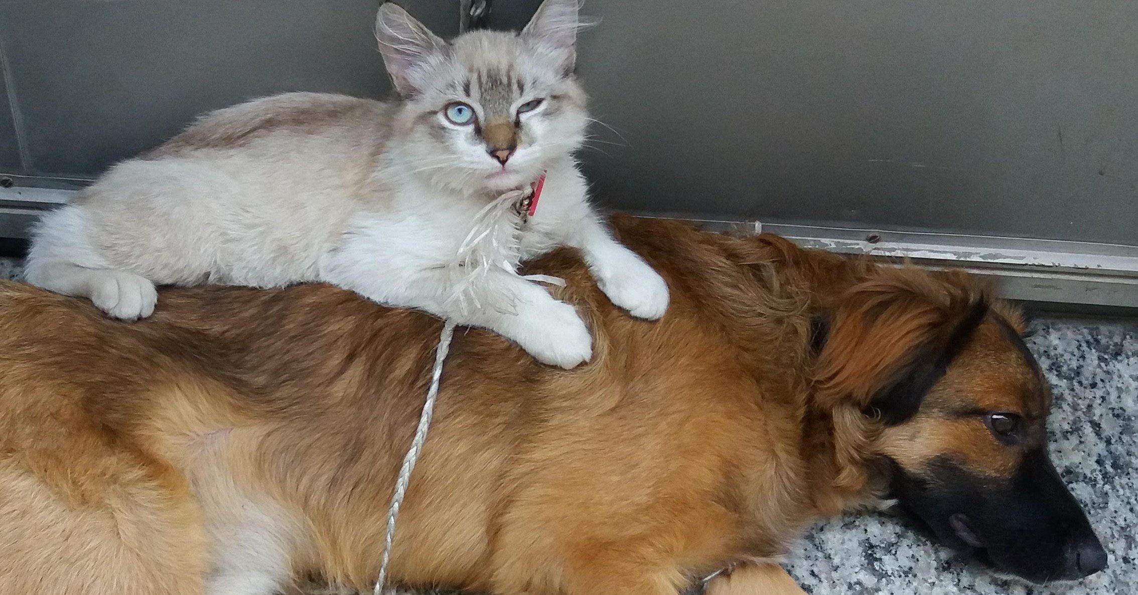 犬になる体験をしたら 愛されるを体感した話 愉快米 ブラジル サンパウロ Note 犬になる体験をしたら 愛されるを体感した話 愉快米 ブラジル サンパウロ Note