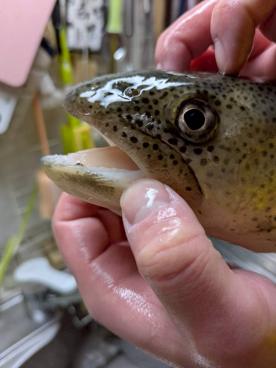 イトウ〜幻の魚〜を食す。｜ぶたごりら