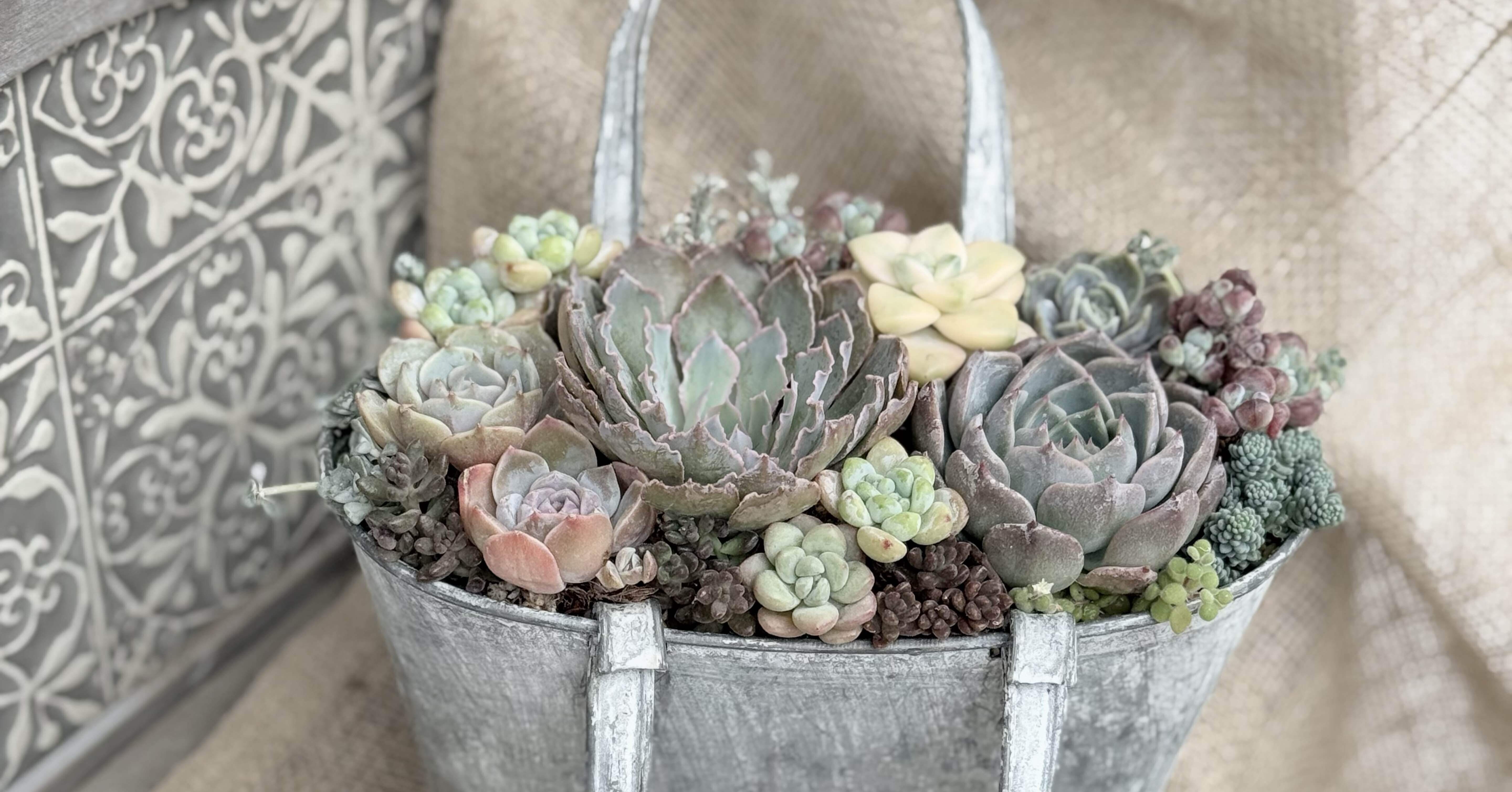 彩りnote 8.1.25【多肉植物のカゴ寄せとバッグ寄せ】｜__bebe 𓇗 ⚚ 𓇚