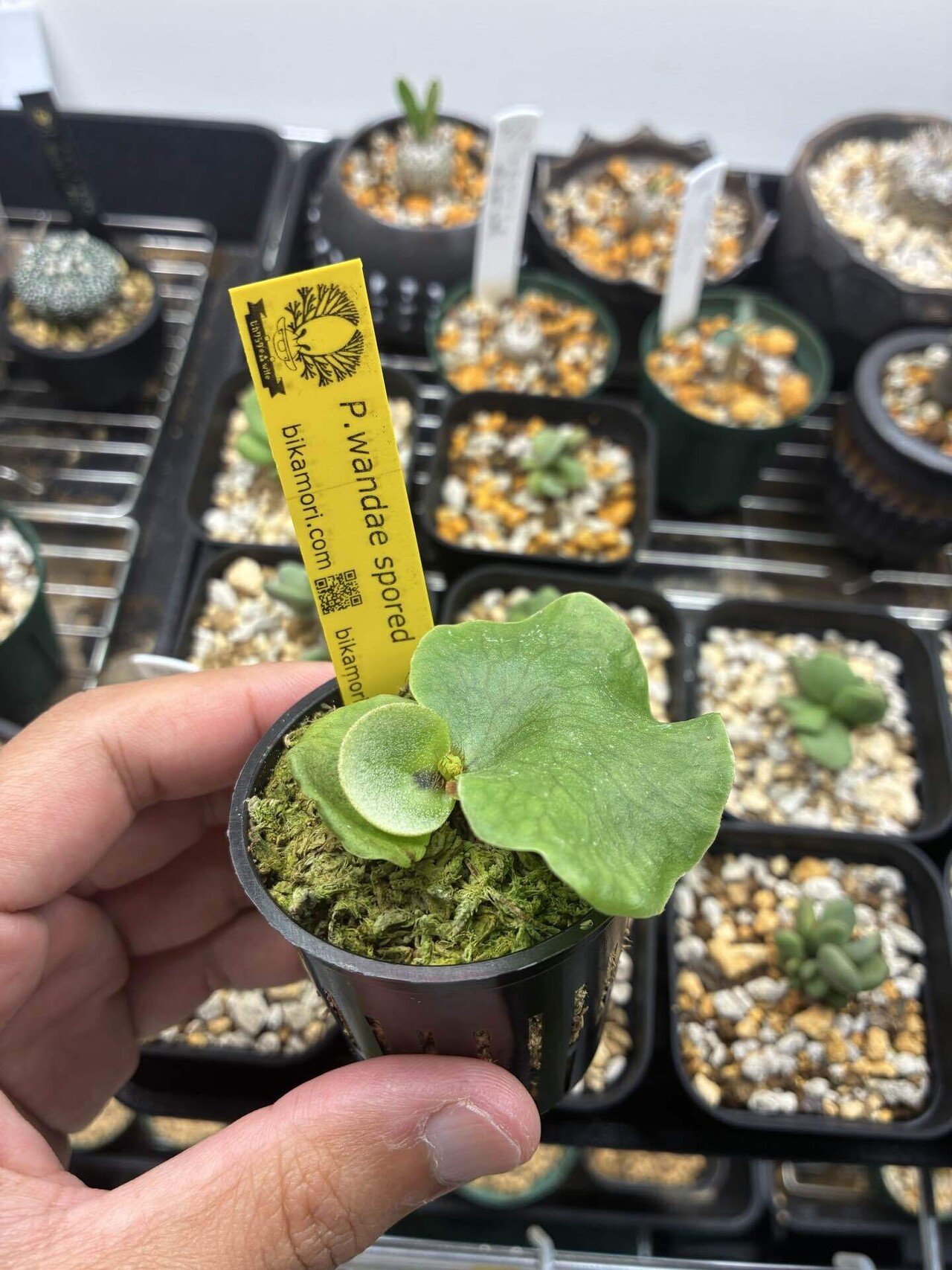 植物紹介 ビカクシダ(ワンダエ)｜半人前育成者