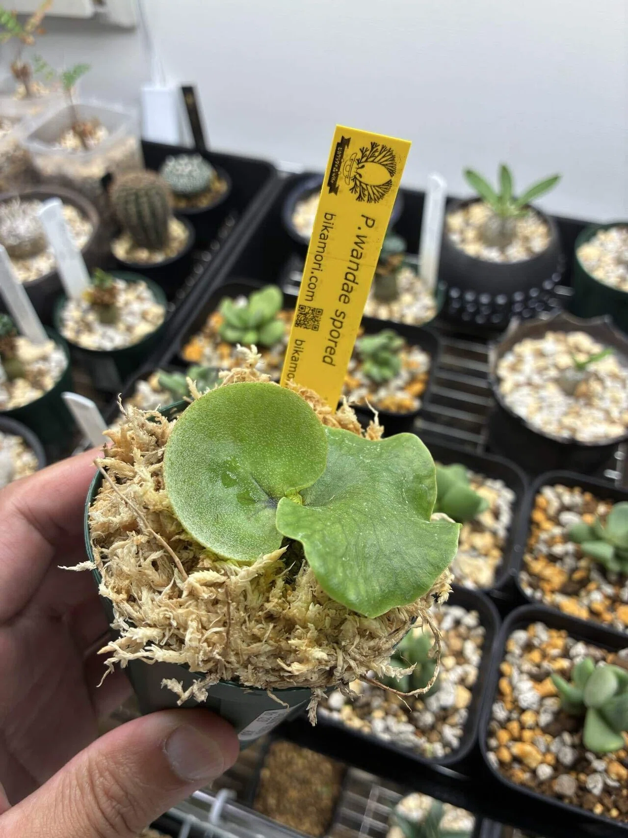植物紹介 ビカクシダ(ワンダエ)｜半人前育成者