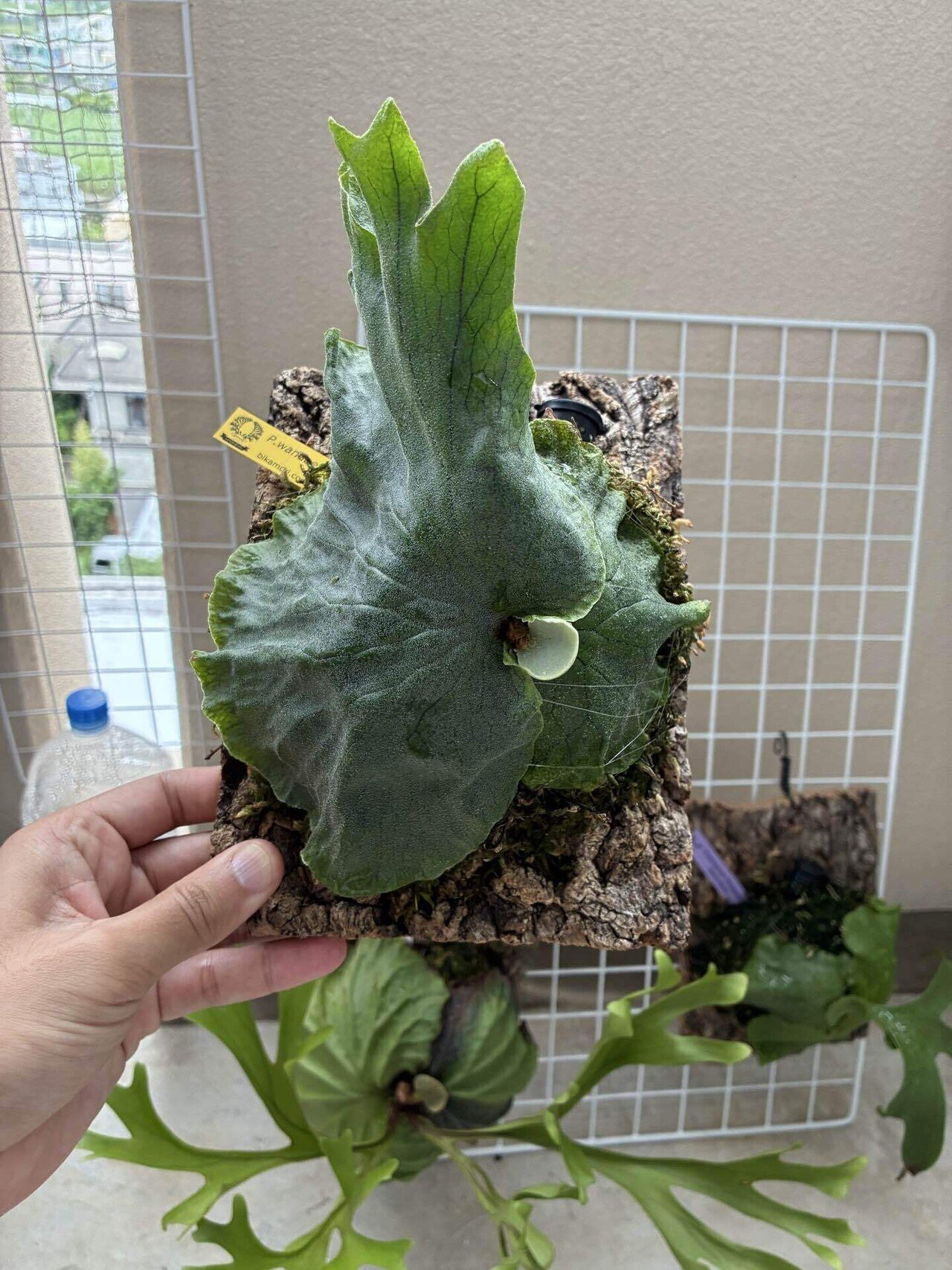 植物紹介 ビカクシダ(ワンダエ)｜半人前育成者