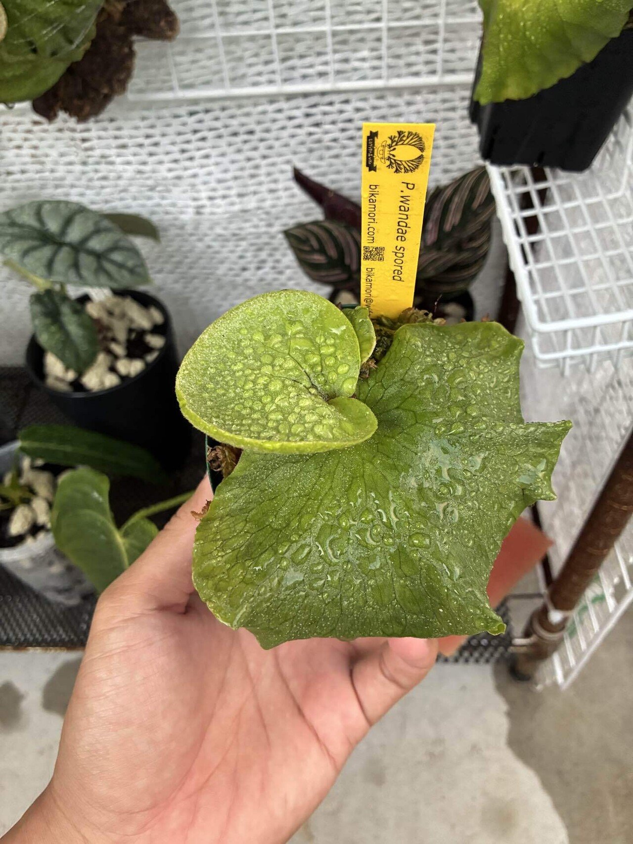 植物紹介 ビカクシダ(ワンダエ)｜半人前育成者