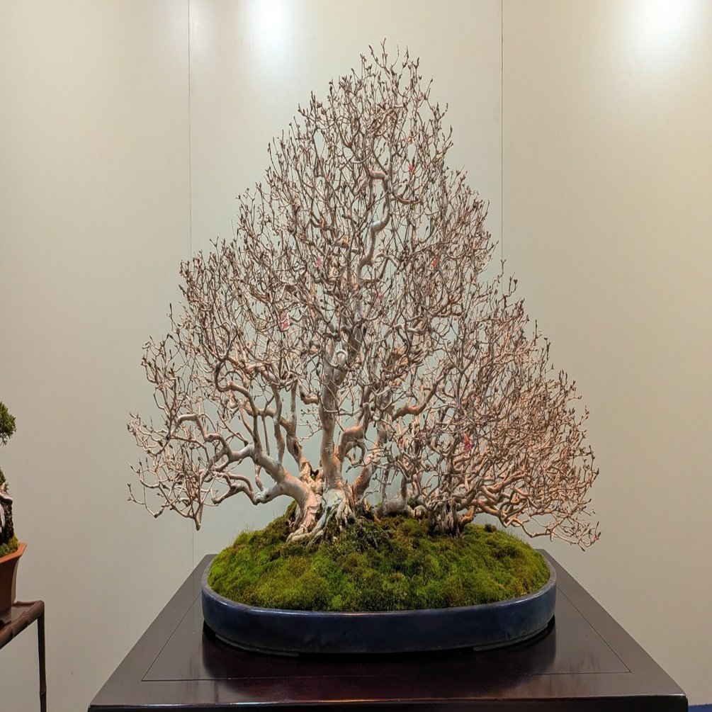 国風盆栽展に行ってきました🌳｜りくでもあざらし