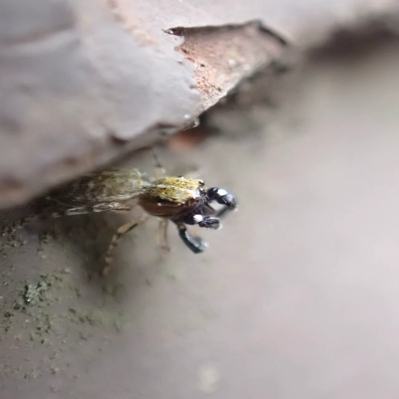 秋の公園で見つけた虫たち｜great_spider