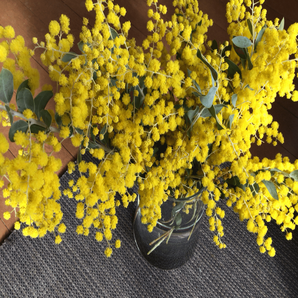 ミモザの開花(備忘録)｜アルパカ