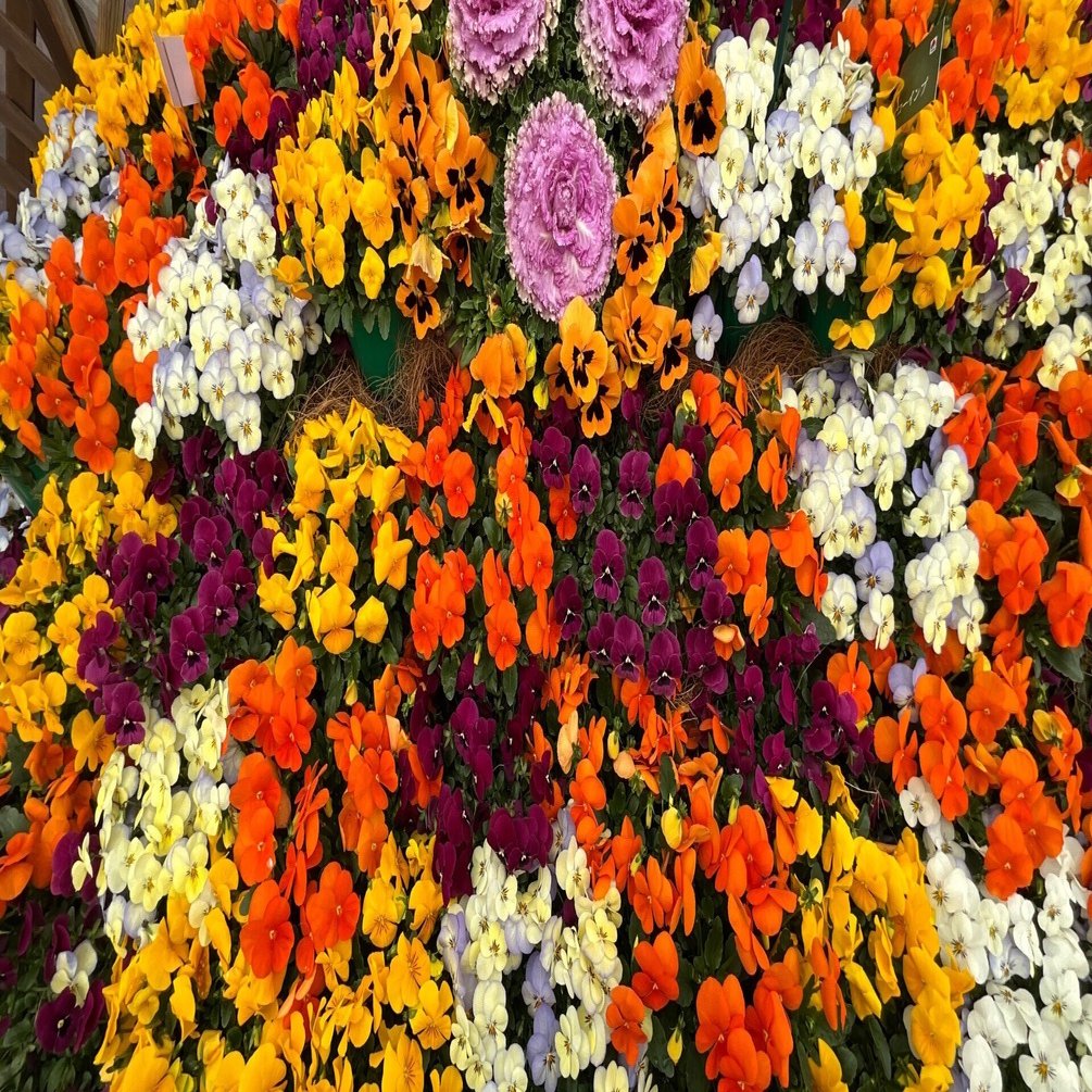 早春の草花展（京都府立植物園）：2026年2月15日（日）｜藤井秀昭