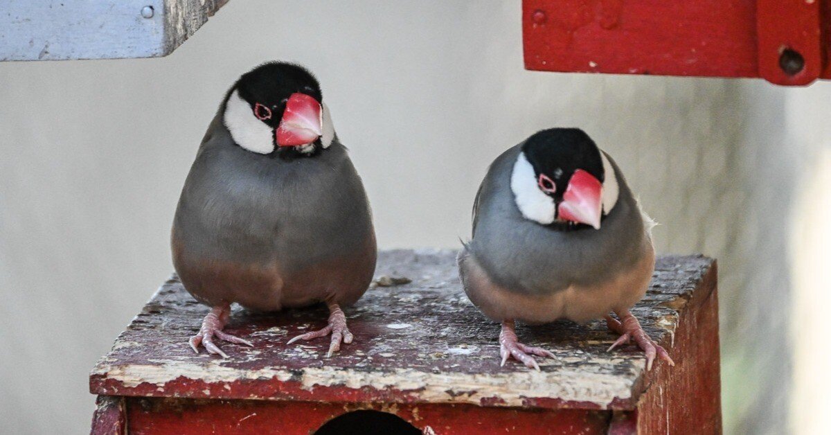 神奈川｜相模原市のファミリー公園にあるブンチョウパラダイス｜旅ひ