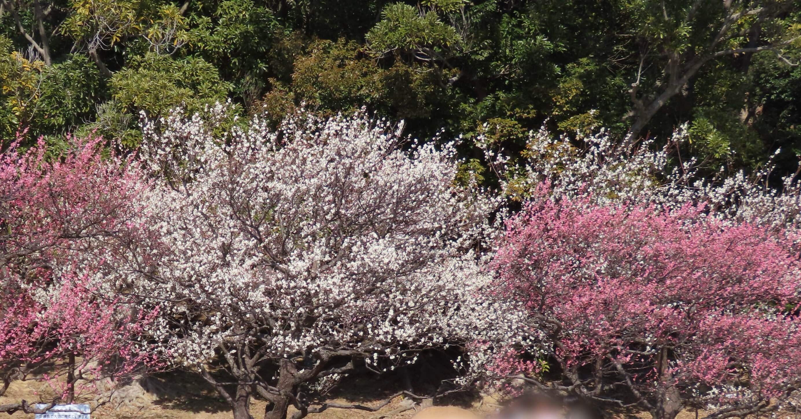 満開の梅とメジロ｜之哲／Yuki Satoru