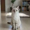 保護ねこムーンと釣り好きさくたろう
