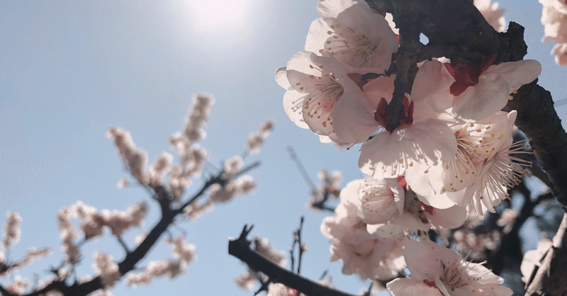 桜の季節 1