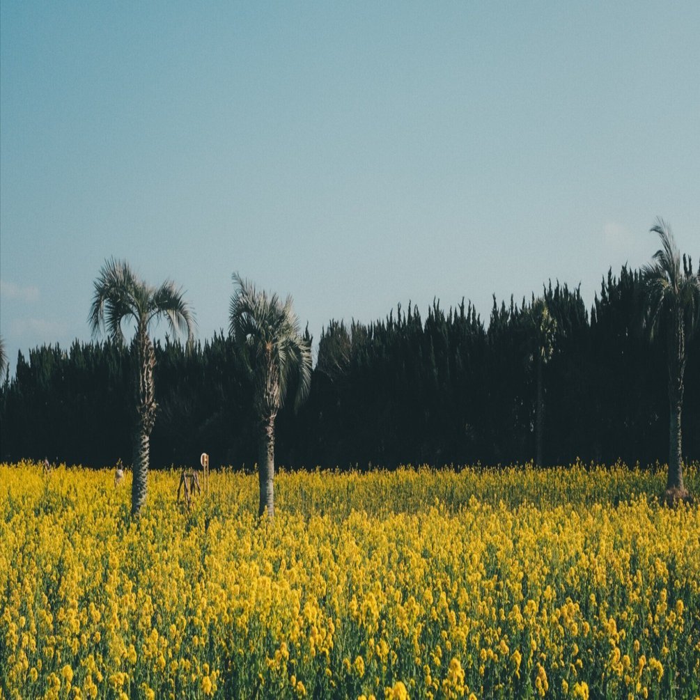 X-E5と行く】菜の花ガーテン2026撮影記｜にしお家