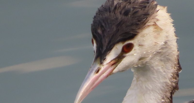 野鳥たち｜月澄狸｜note