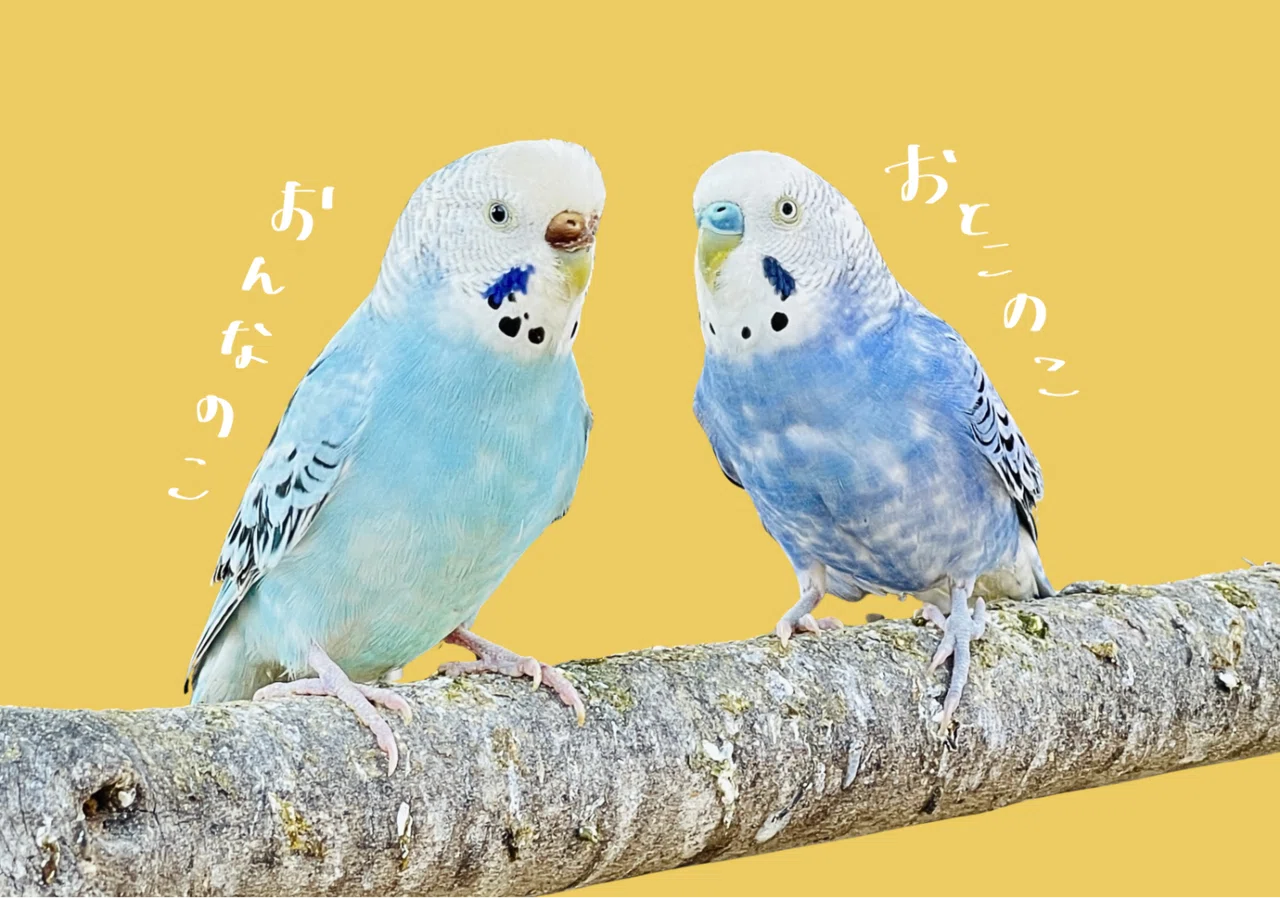 セキセイ インコ オスメス