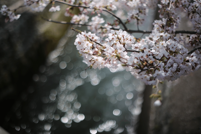 作例 Super Takumar 55mm F1 8 Taka Note 作例 Super Takumar 55mm F1 8 Taka Note