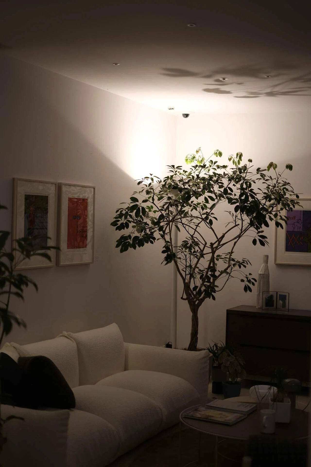 arflex東京から学ぶ照明と観葉植物の効果的な置き方｜madoka_interior