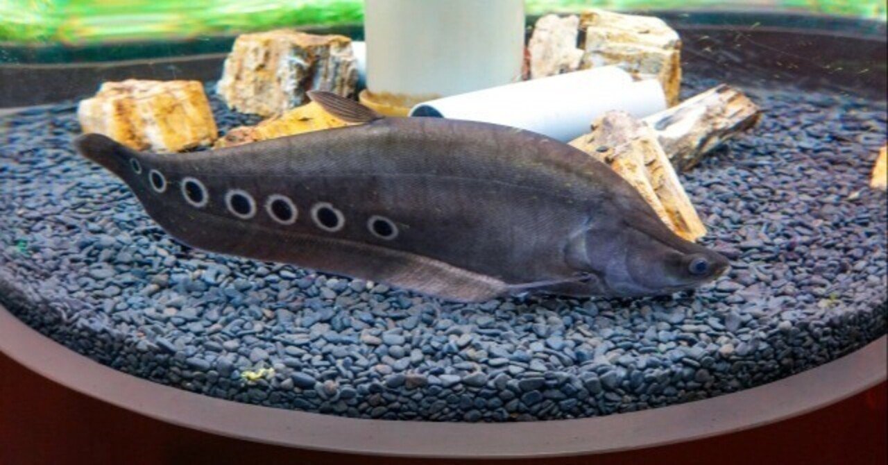 熱帯魚　ナイフフィッシュ　ナイフ　魚 熱帯魚 古代魚 珍魚 ナイフフィッシュ インディアンブラックナイフ
