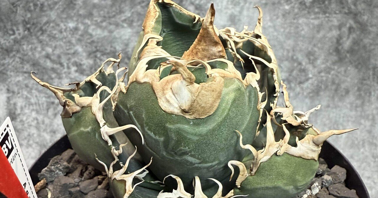 悪魔くん/BAKEMONO/SUPERTITANOTA/SICILIANA｜BEAT GARDEN