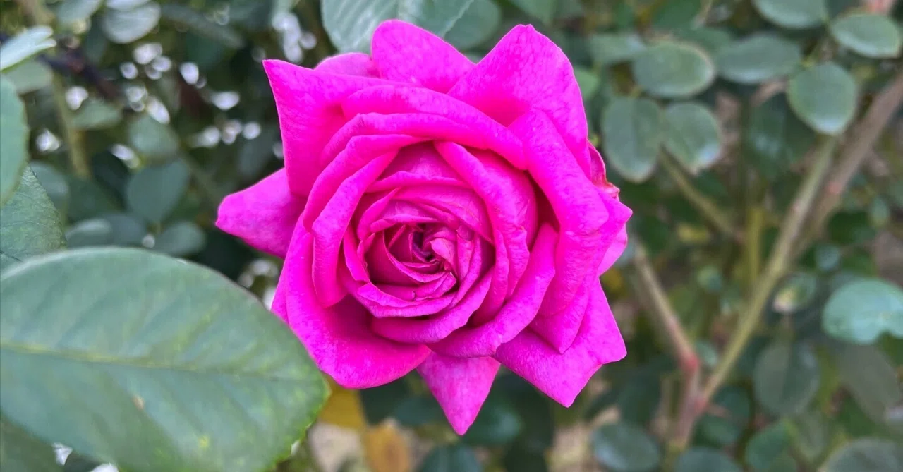 🇫🇷シャトルーズ・ドゥ・パルム（Chartreuse de Parme） 🌹中之島バラ