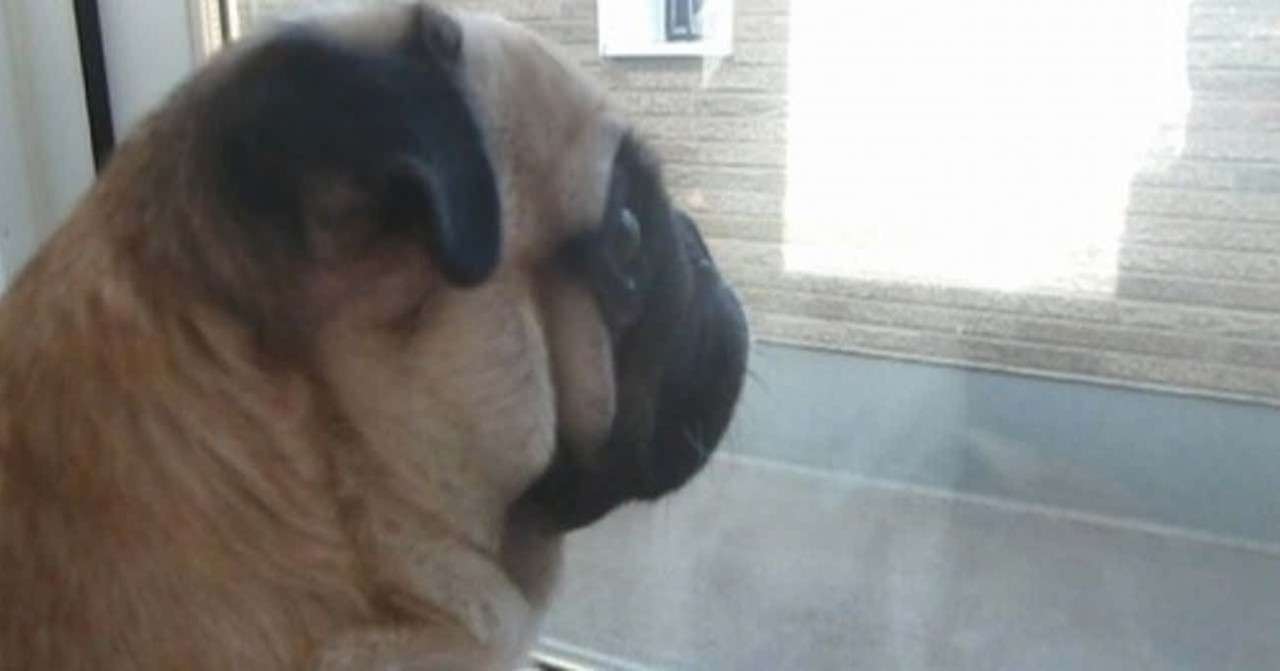 パグ犬と 占い について考える 6 卜術での占い師と道具の関係は 山内笘立 せんりゅう Note